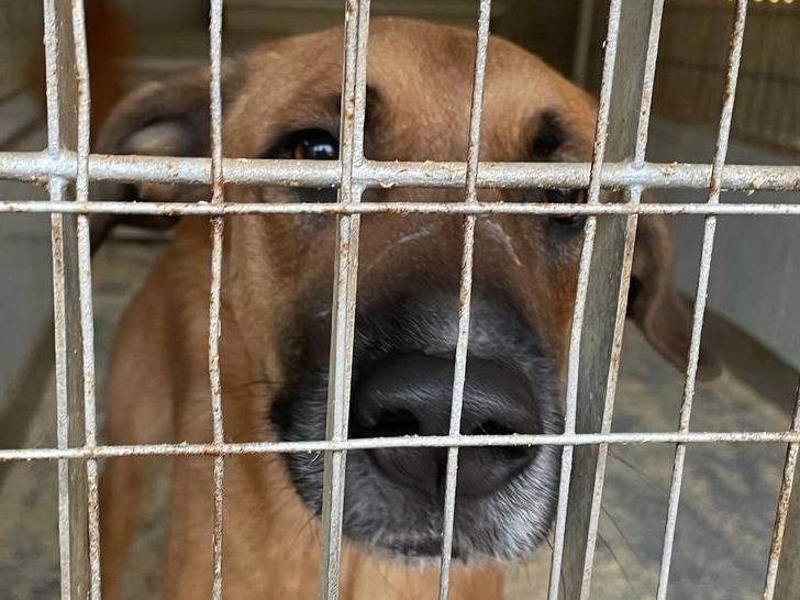 Adozione cane, femmina, Razza sconosciuta Razza sconosciuta, 4 anni e 3 mesi, taglia media, Torino