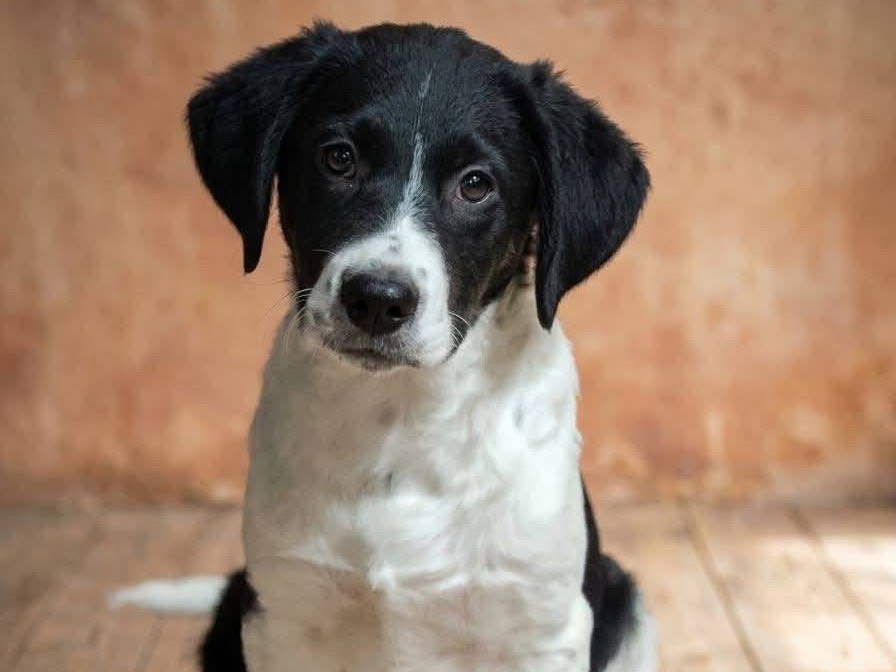 Adozione cane, maschio, Razza sconosciuta Razza sconosciuta, 3 mesi, taglia media, Avellino