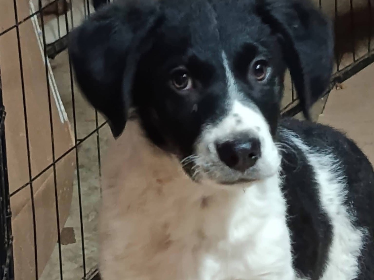 Adotta un cane, taglia media, maschio, Avellino