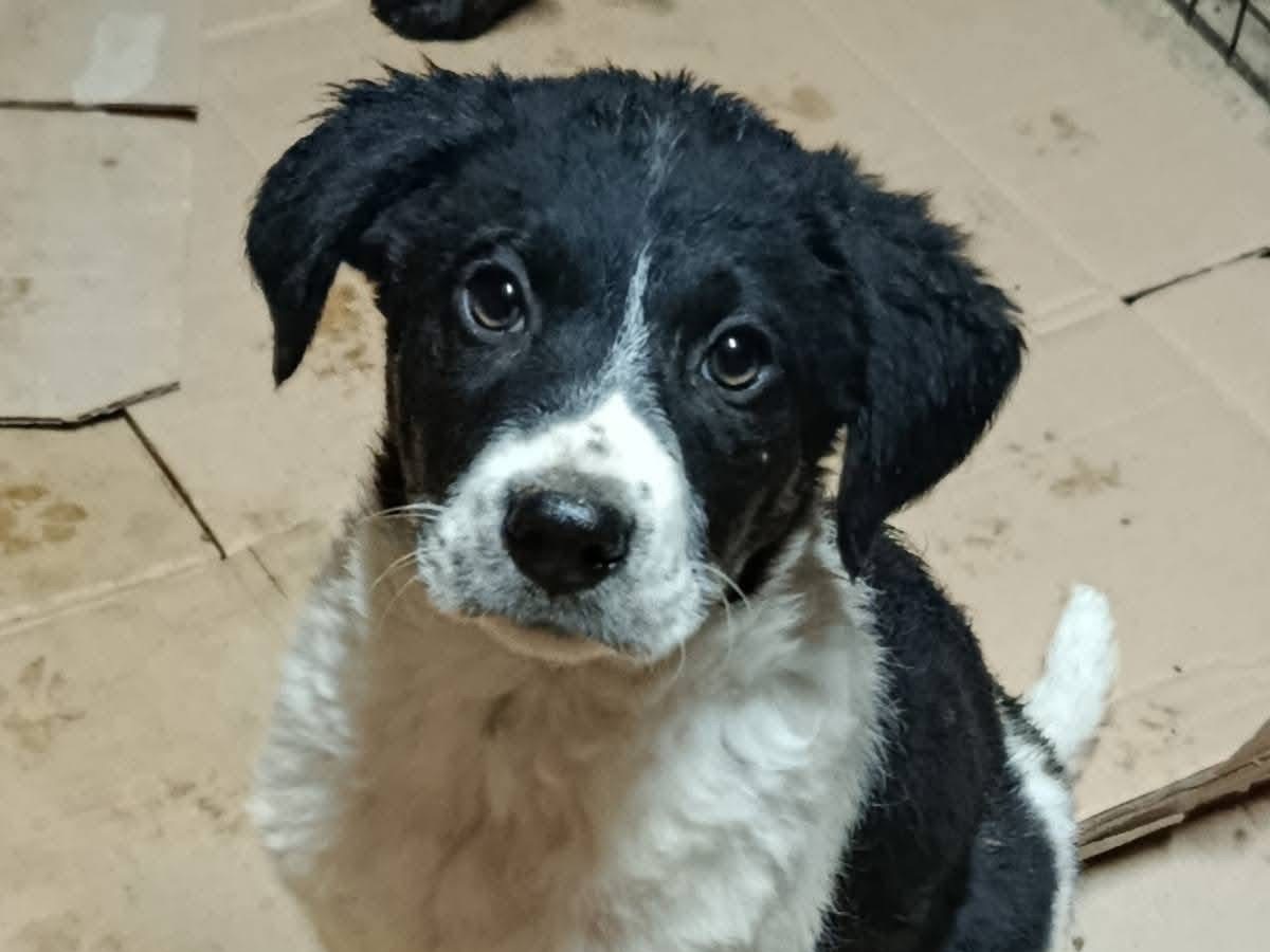 Vuoi adottare un cane a Avellino?