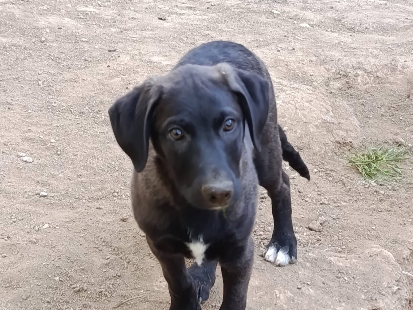 Adozione cane, maschio, Razza sconosciuta Razza sconosciuta, 4 mesi, taglia media, Avellino