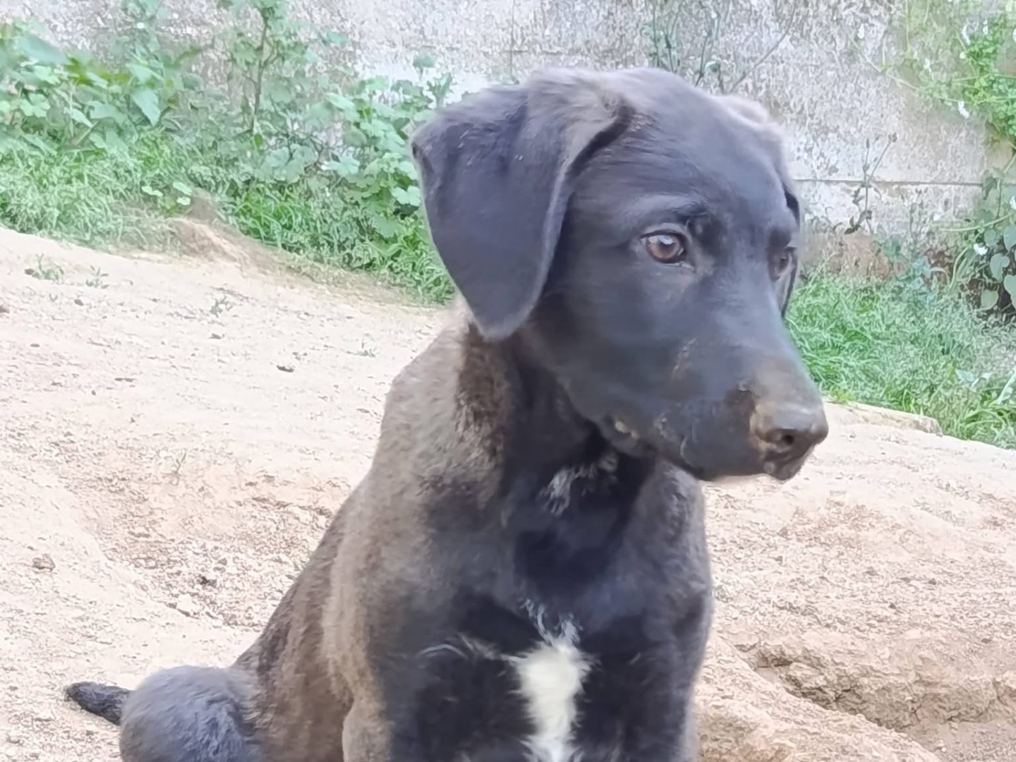 Adotta il cane Jack a Avellino