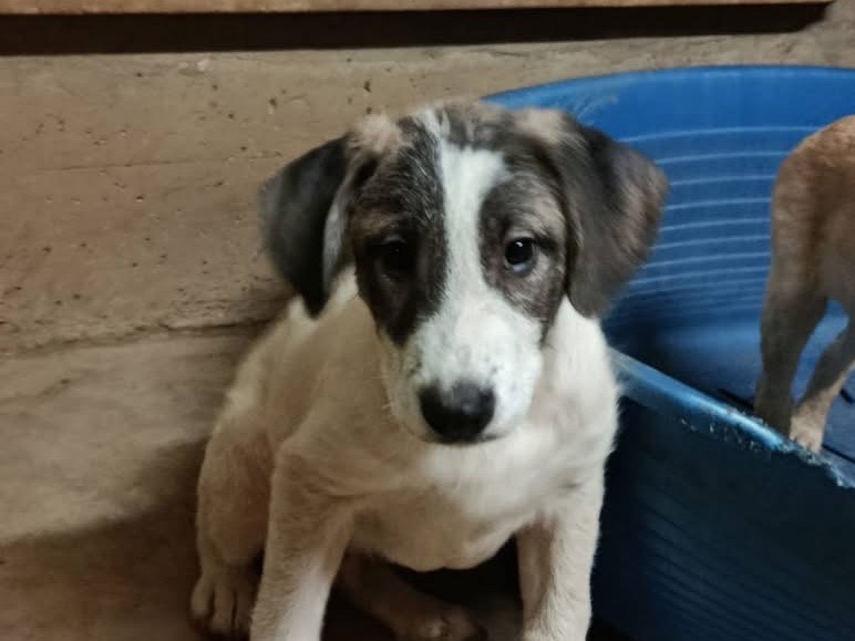 Adozione cane, maschio, Razza sconosciuta Razza sconosciuta, 2 mesi, taglia media, Avellino