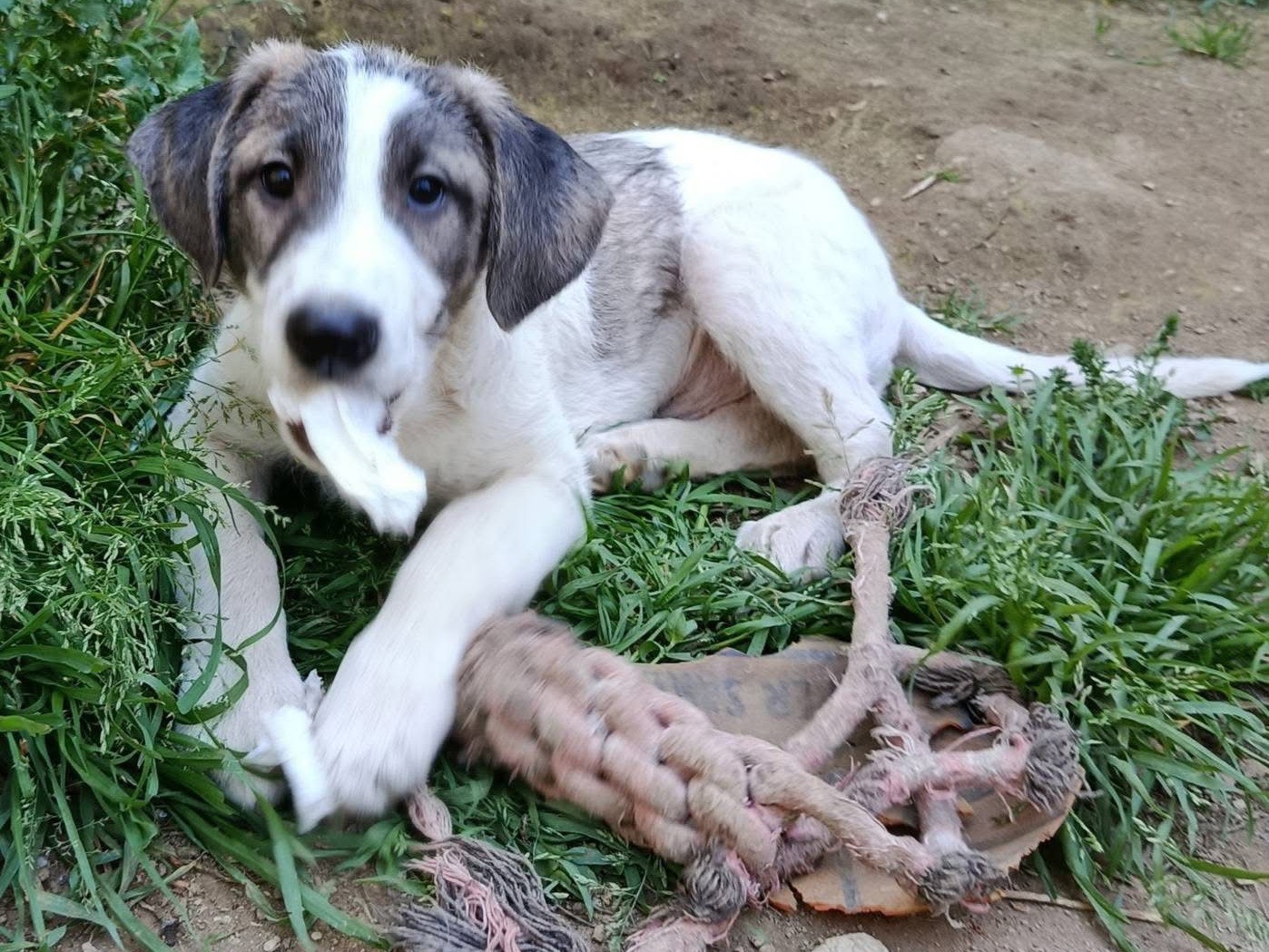 Adotta un cane, maschio, 2 mesi, Avellino