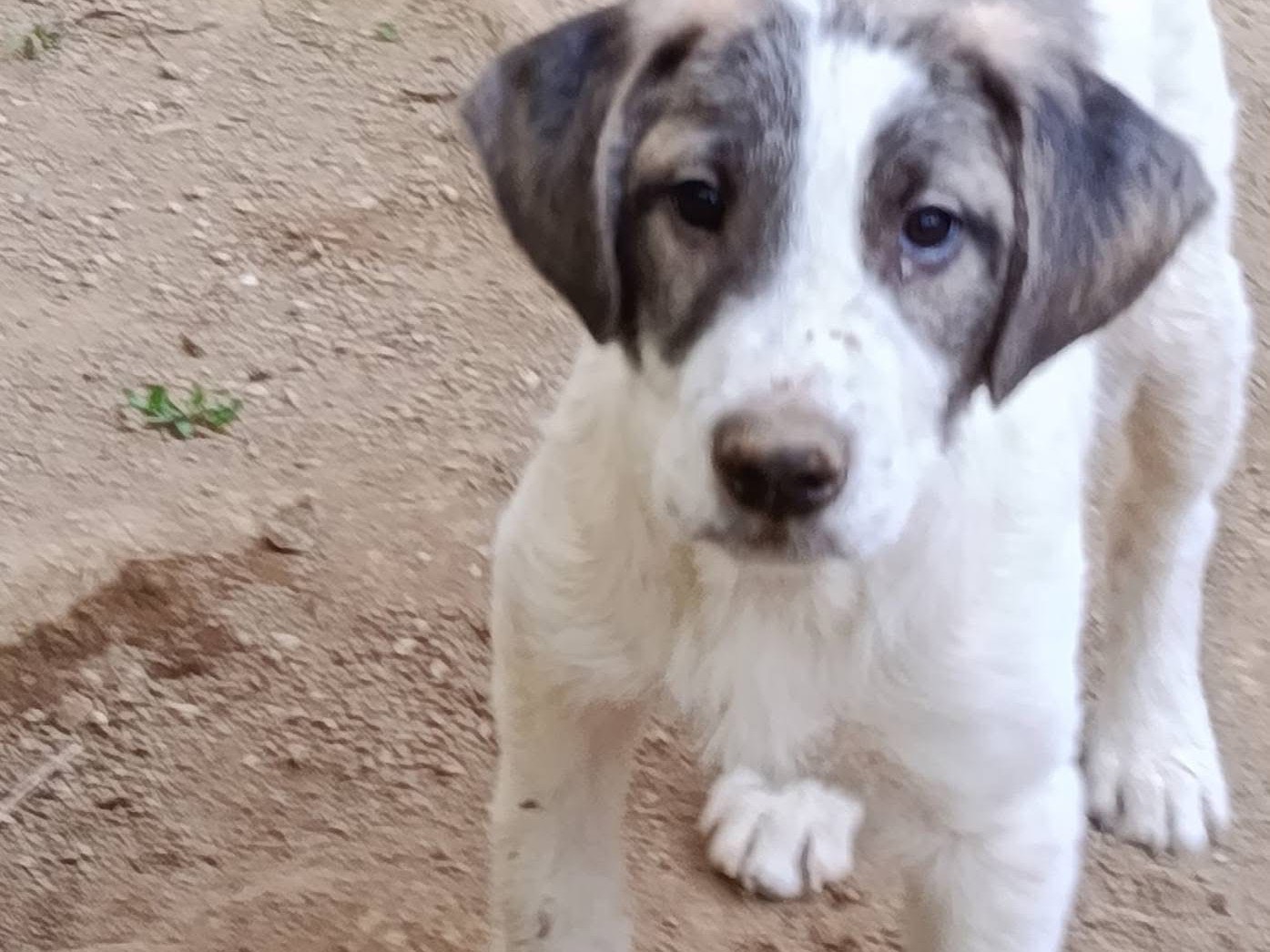 Adotta un cane, taglia media, maschio, Avellino