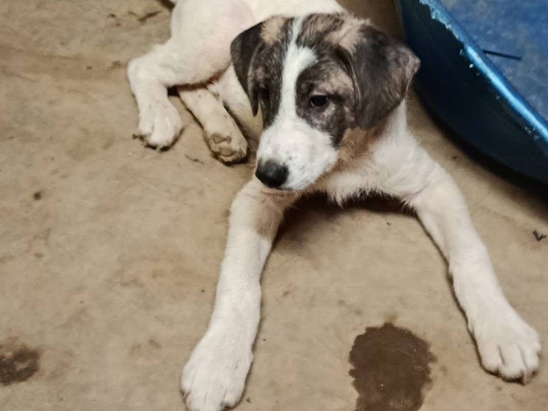 Vuoi adottare un cane a Avellino?