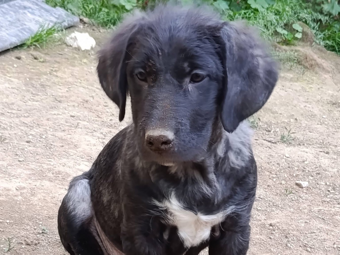 Adozione cane, maschio, Razza sconosciuta Razza sconosciuta, 2 mesi, taglia media, Avellino