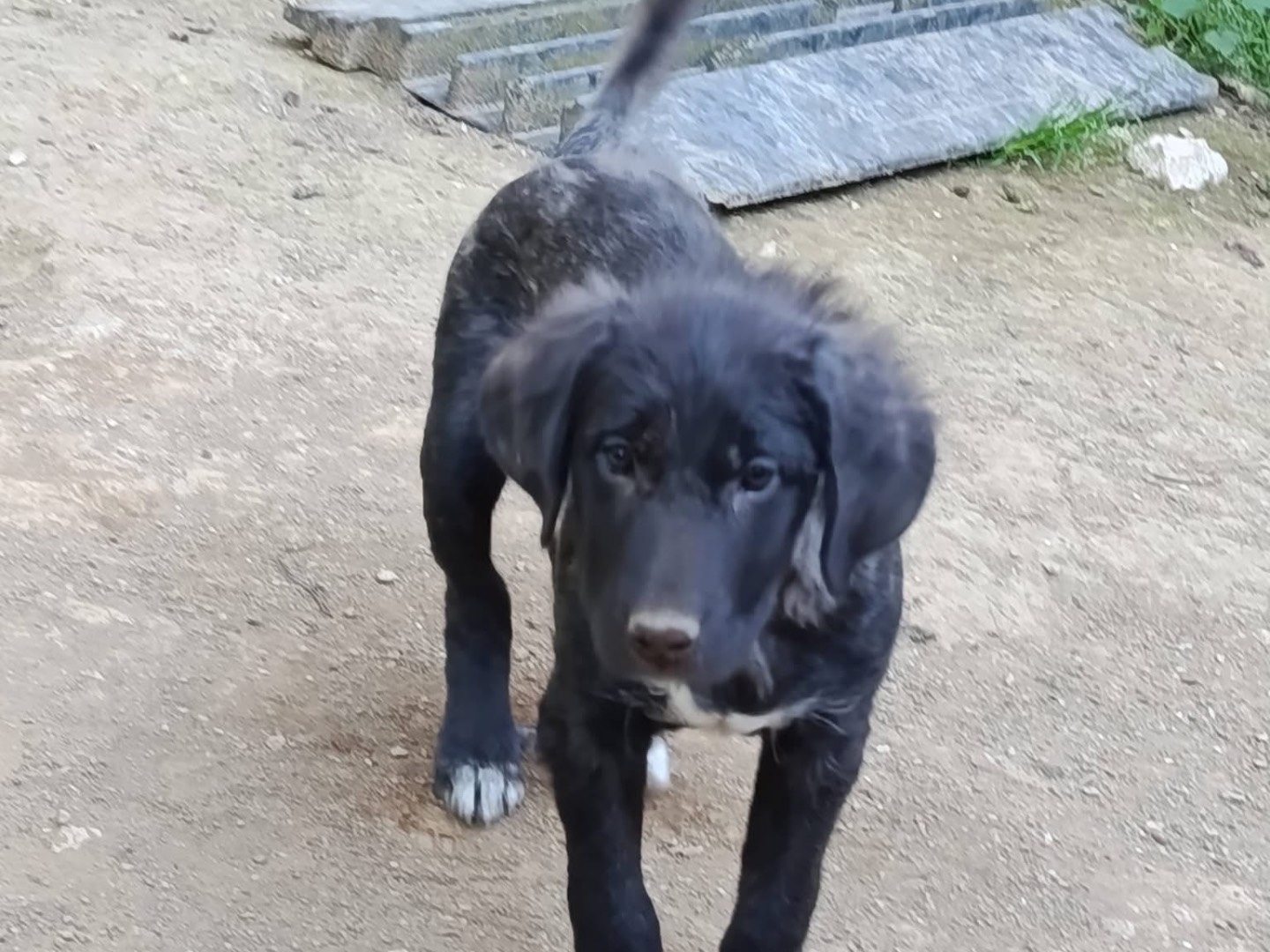 Adotta un cane, maschio, 2 mesi, Avellino