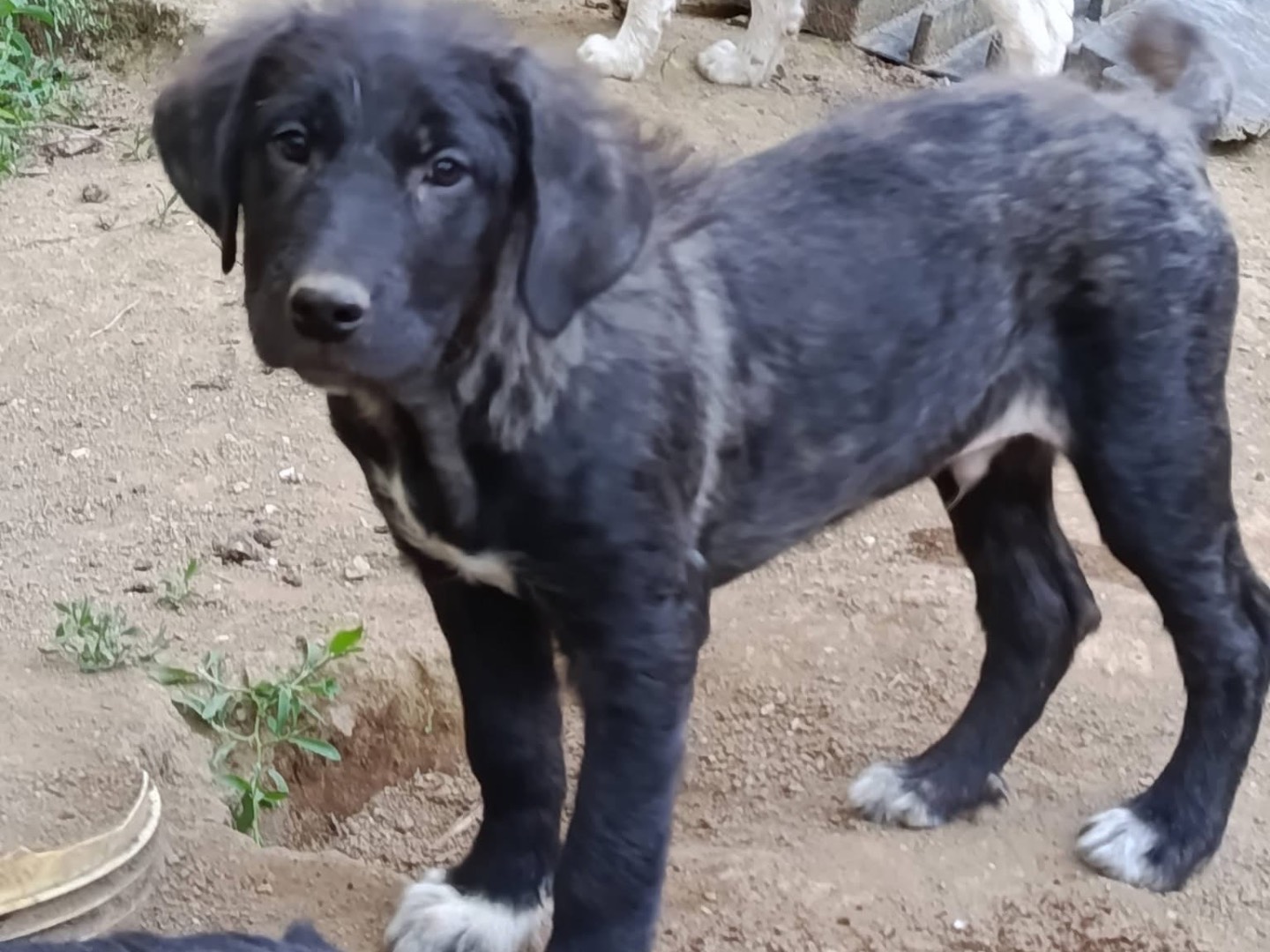 Adotta un cane, taglia media, maschio, Avellino