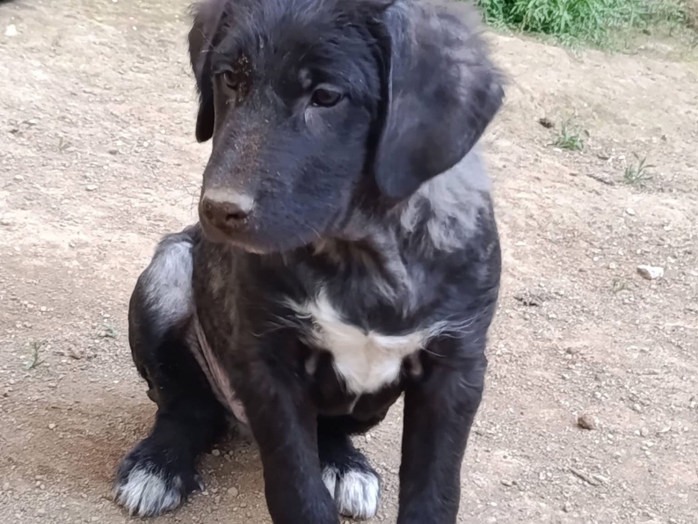 Vuoi adottare un cane a Avellino?