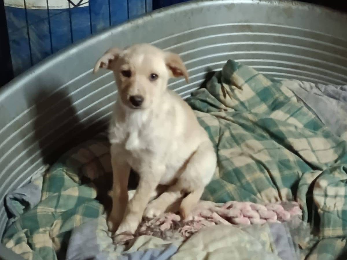 Vuoi adottare un cane a Avellino?