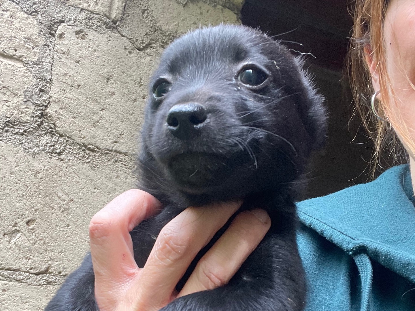 Adozione cane, maschio, Razza sconosciuta Razza sconosciuta, 2 mesi, taglia piccola, Avellino