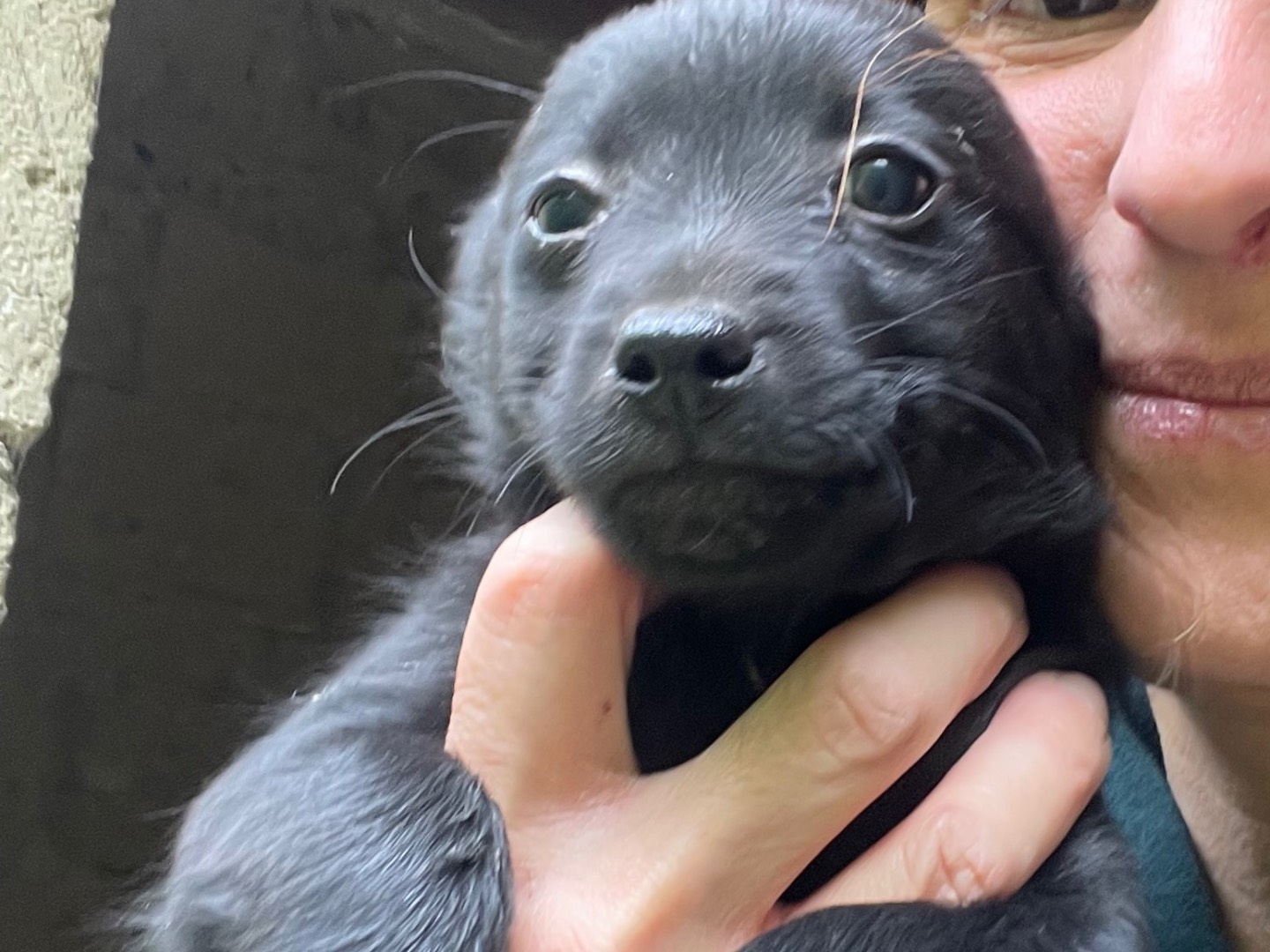 Adotta un cane, taglia piccola, maschio, Avellino
