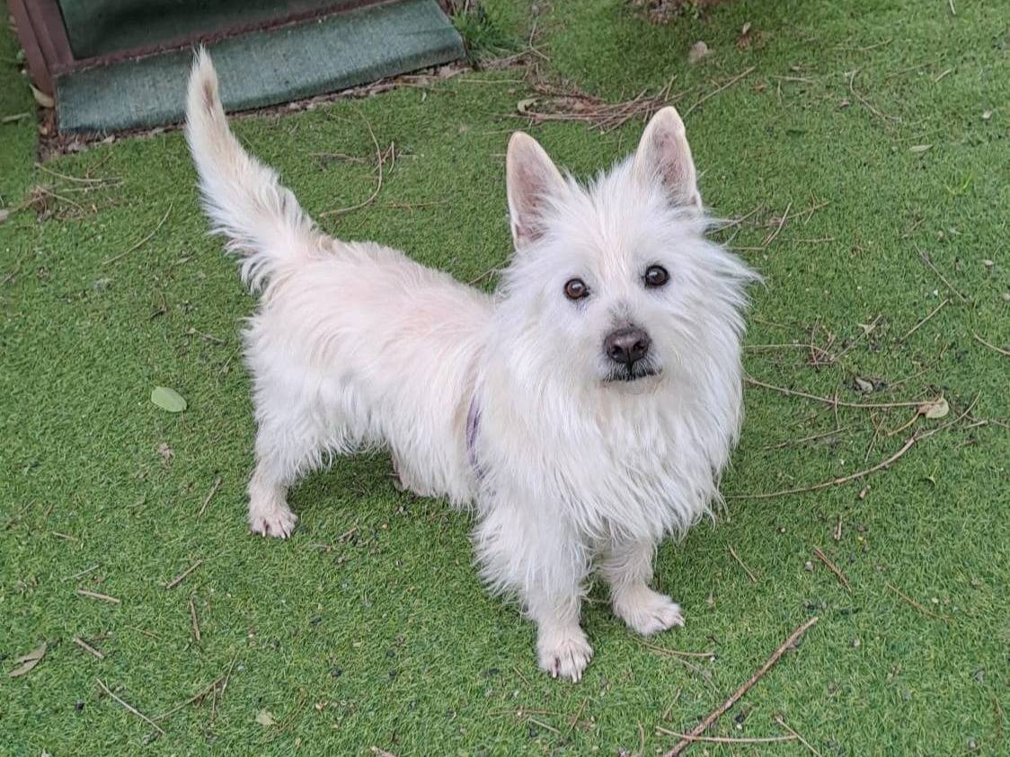 Adozione cane, maschio, West Highland white terrier Razza sconosciuta, 8 anni, taglia piccola, Belluno