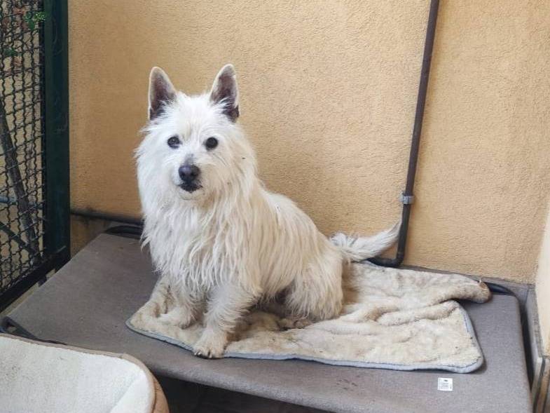 Adotta un cane, maschio, 8 anni, Belluno