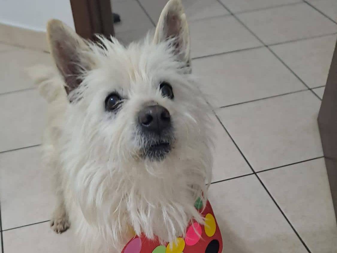 Adotta un cane, taglia piccola, maschio, Belluno