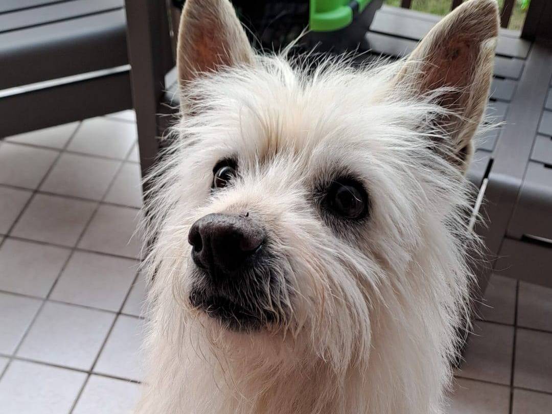 Vuoi adottare un cane a Belluno?