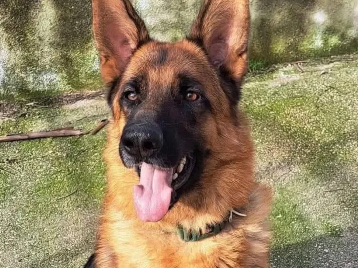 Adozione cane, maschio, Pastore tedesco Razza sconosciuta, 4 anni e 11 mesi, taglia grande, Caserta