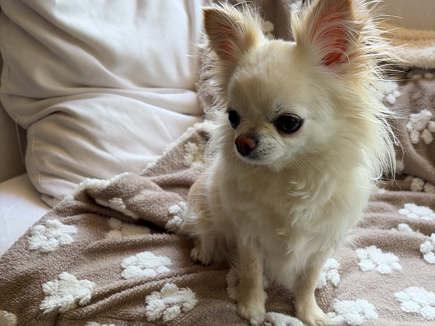 Adozione cane, femmina, Razza sconosciuta Razza sconosciuta, 4 anni e 2 mesi, taglia piccola, Piacenza