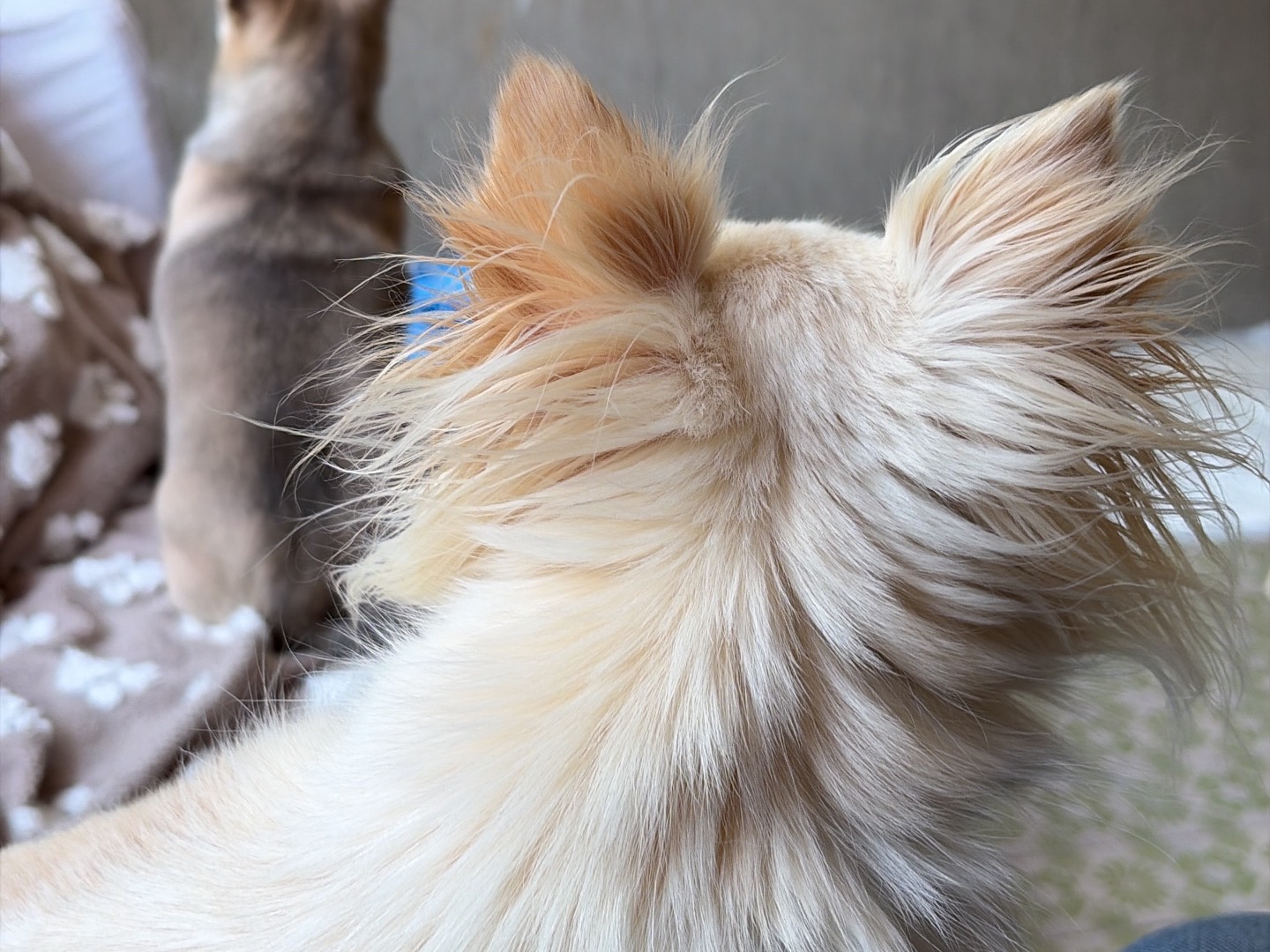 Adotta un cane, femmina, 4 anni e 2 mesi, Piacenza