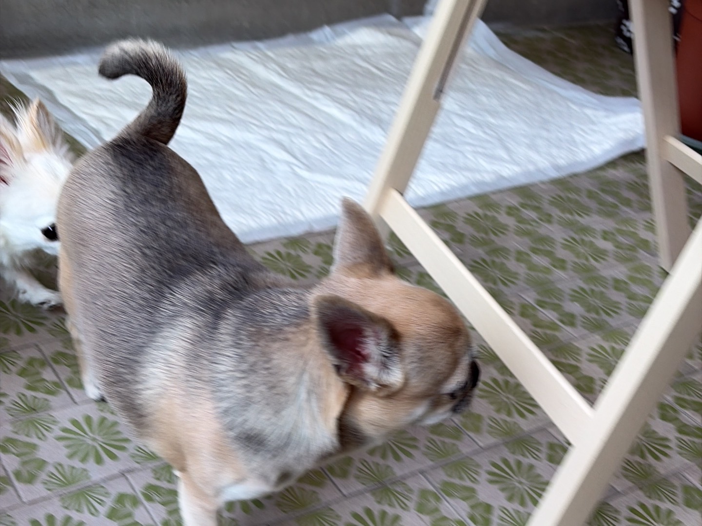 Adozione cane, femmina, Razza sconosciuta Razza sconosciuta, 4 anni e 3 mesi, taglia piccola, Piacenza