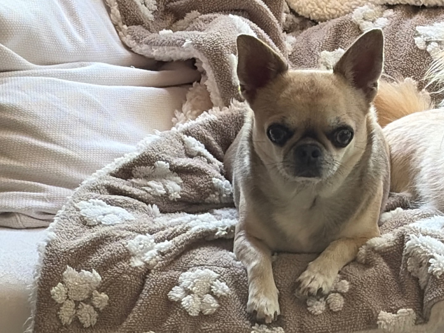 Adotta un cane, femmina, 4 anni e 3 mesi, Piacenza