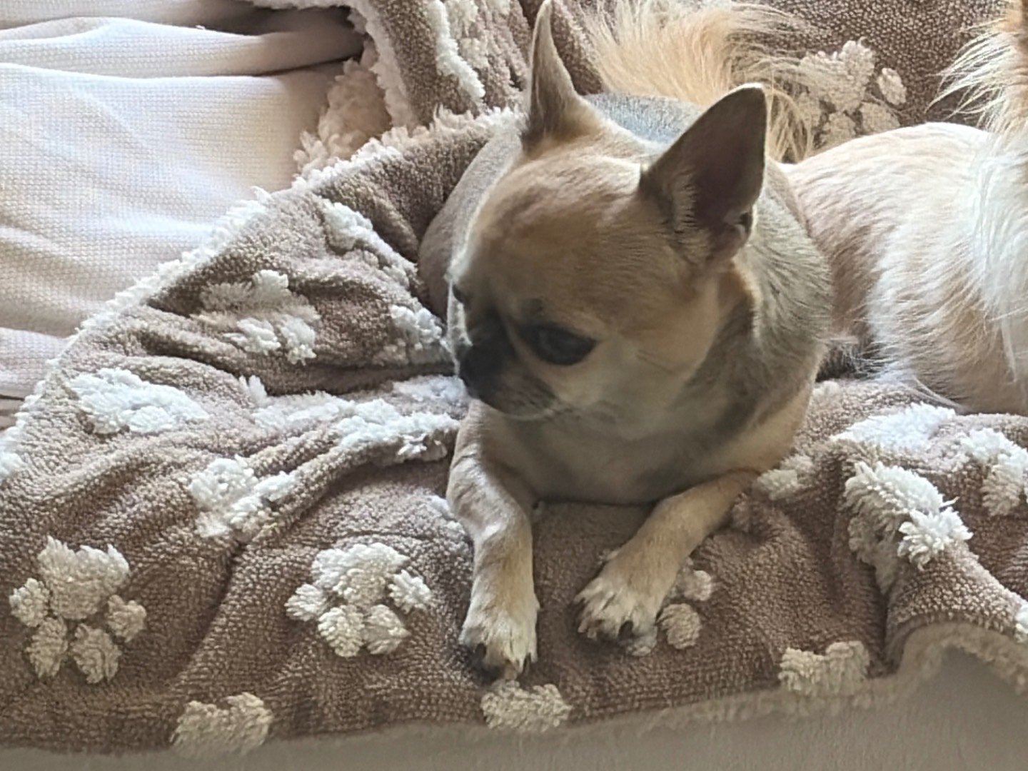 Adotta un cane, taglia piccola, femmina, Piacenza