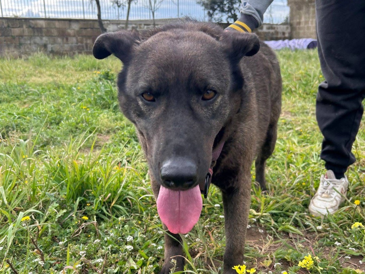 Adozione cane, maschio, Labrador Retriever Labrador Retriever, 4 anni e 6 mesi, taglia media, Caserta