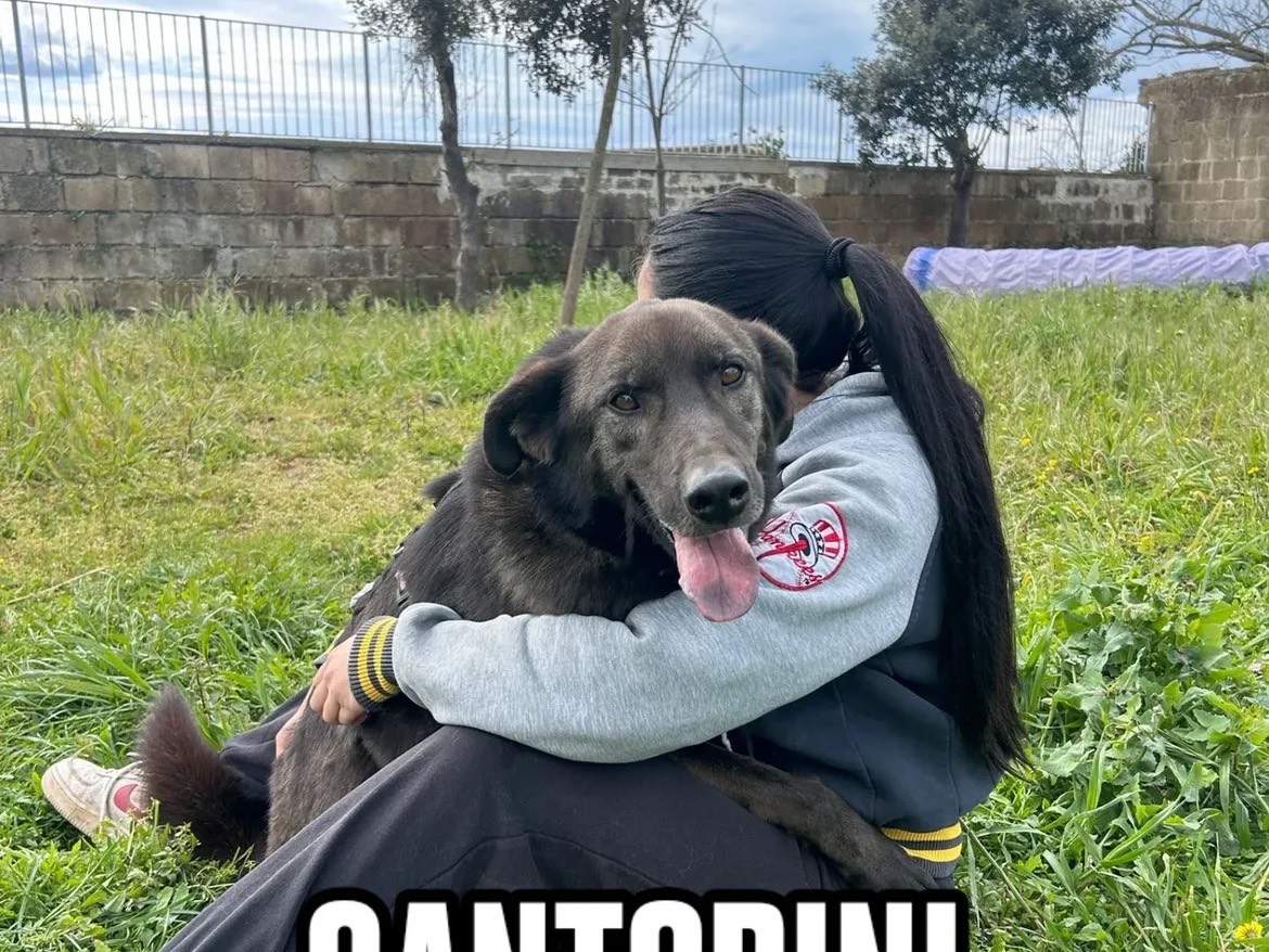 Adotta un cane, maschio, 4 anni e 6 mesi, Caserta
