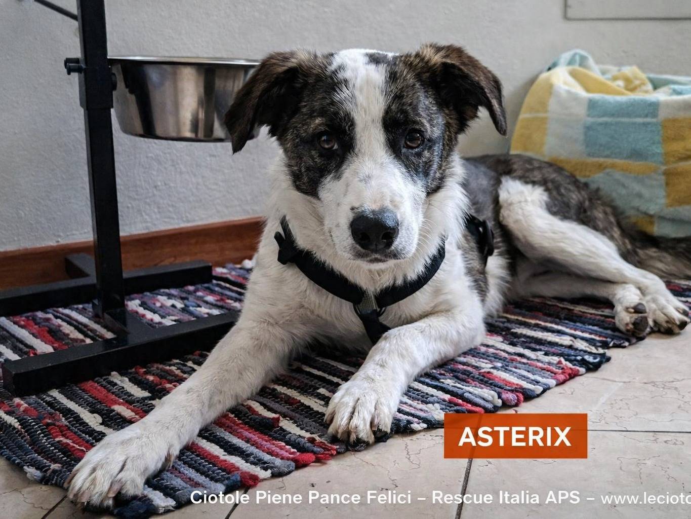 Adozione cane, maschio, Razza sconosciuta Razza sconosciuta, 5 mesi, taglia piccola, Vicenza