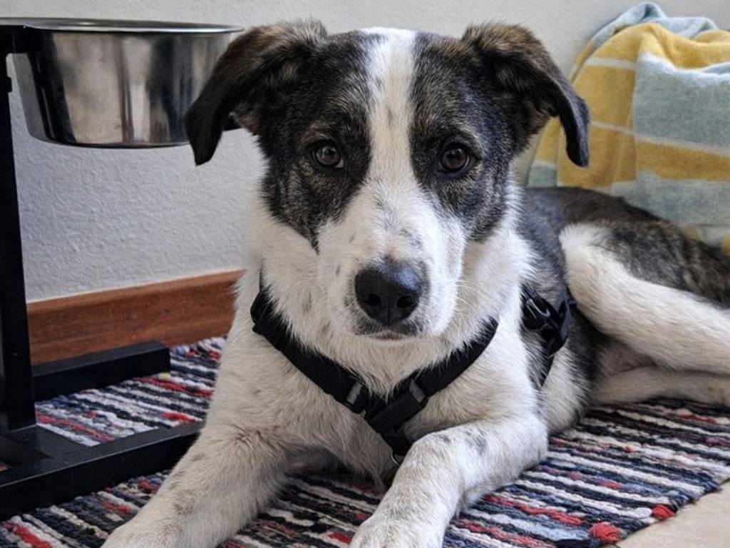 Adotta un cane, maschio, 5 mesi, Vicenza