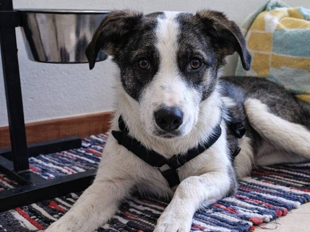 Adotta un cane, taglia piccola, maschio, Vicenza