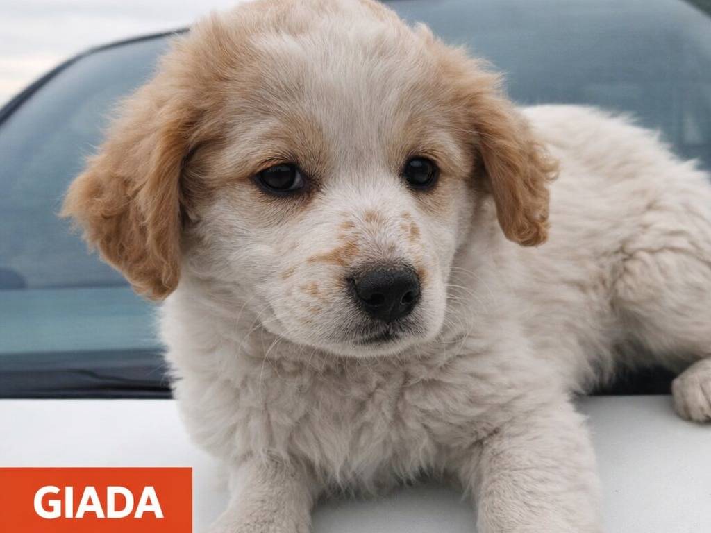 Adotta un cane, femmina, 3 mesi, Avellino