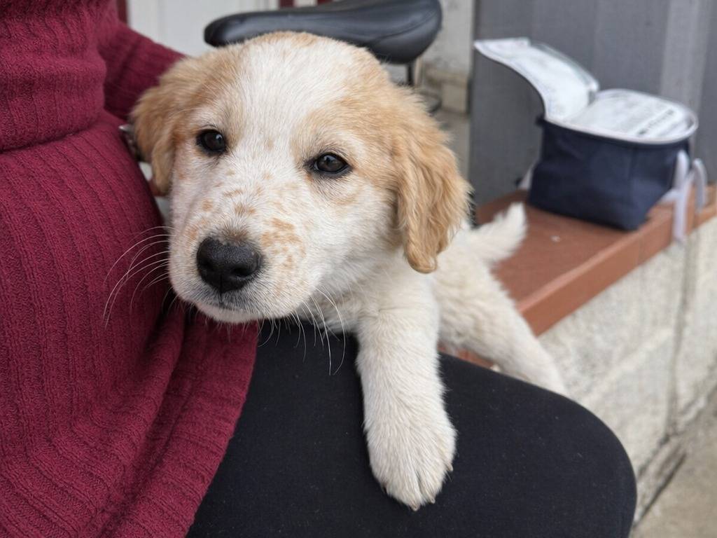 Adotta un cane, taglia piccola, femmina, Avellino