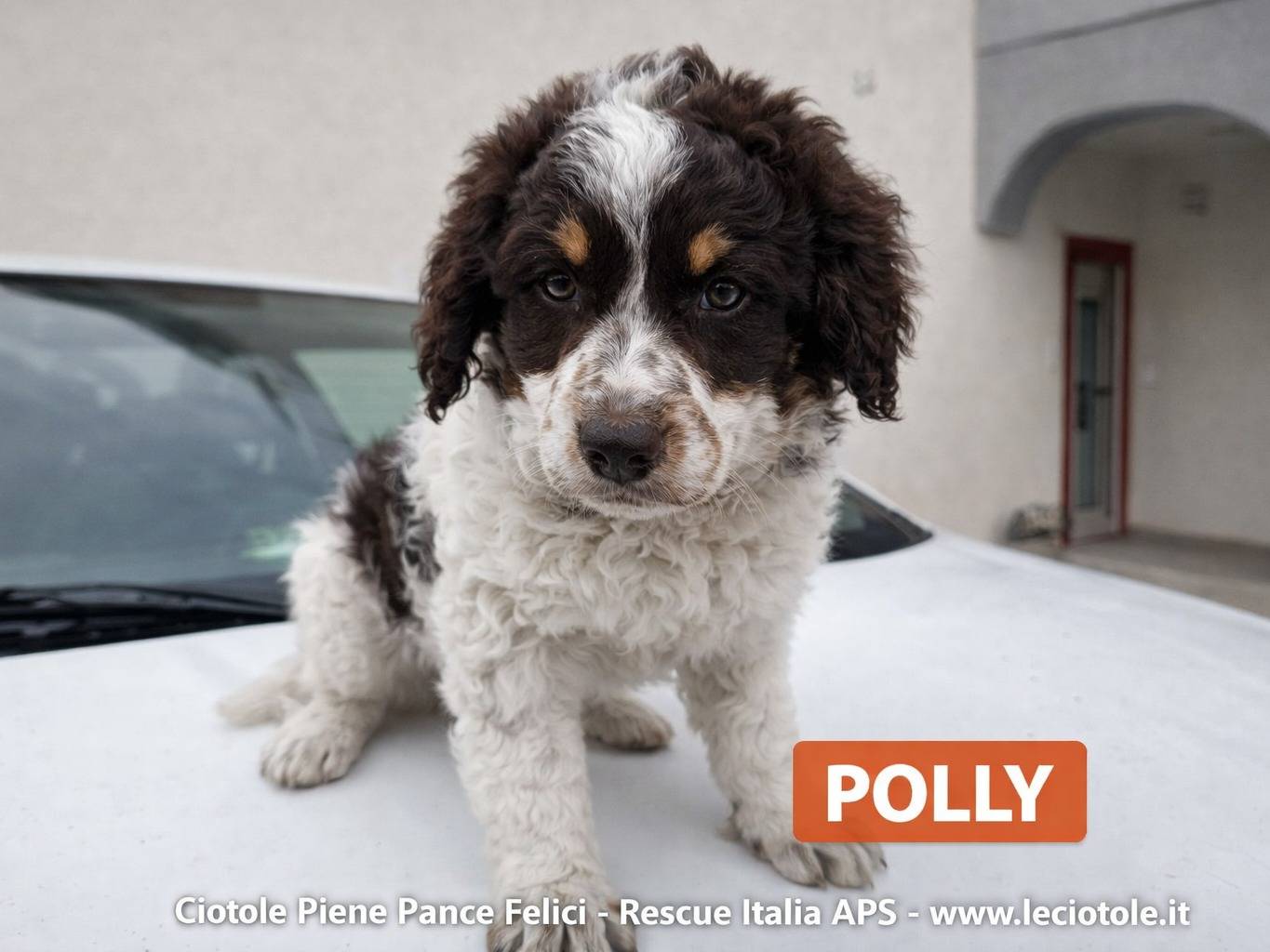 Adozione cane, femmina, Razza sconosciuta Razza sconosciuta, 2 mesi, taglia piccola, Avellino