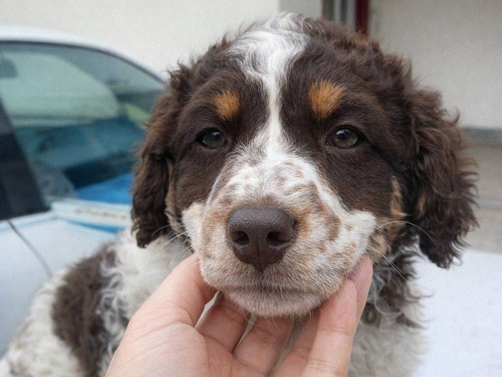 Adotta un cane, taglia piccola, femmina, Avellino