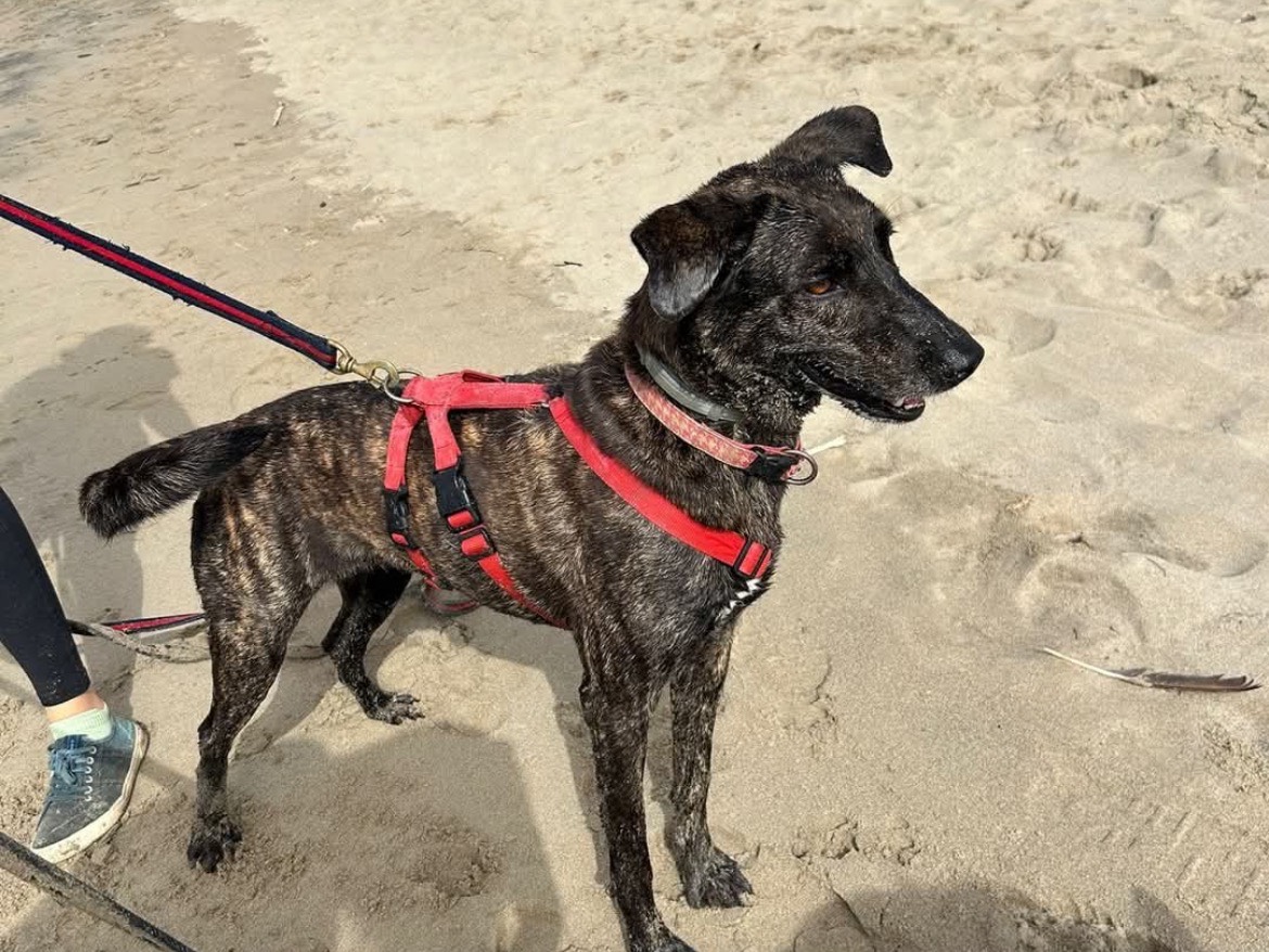Vuoi adottare un cane a Caserta?