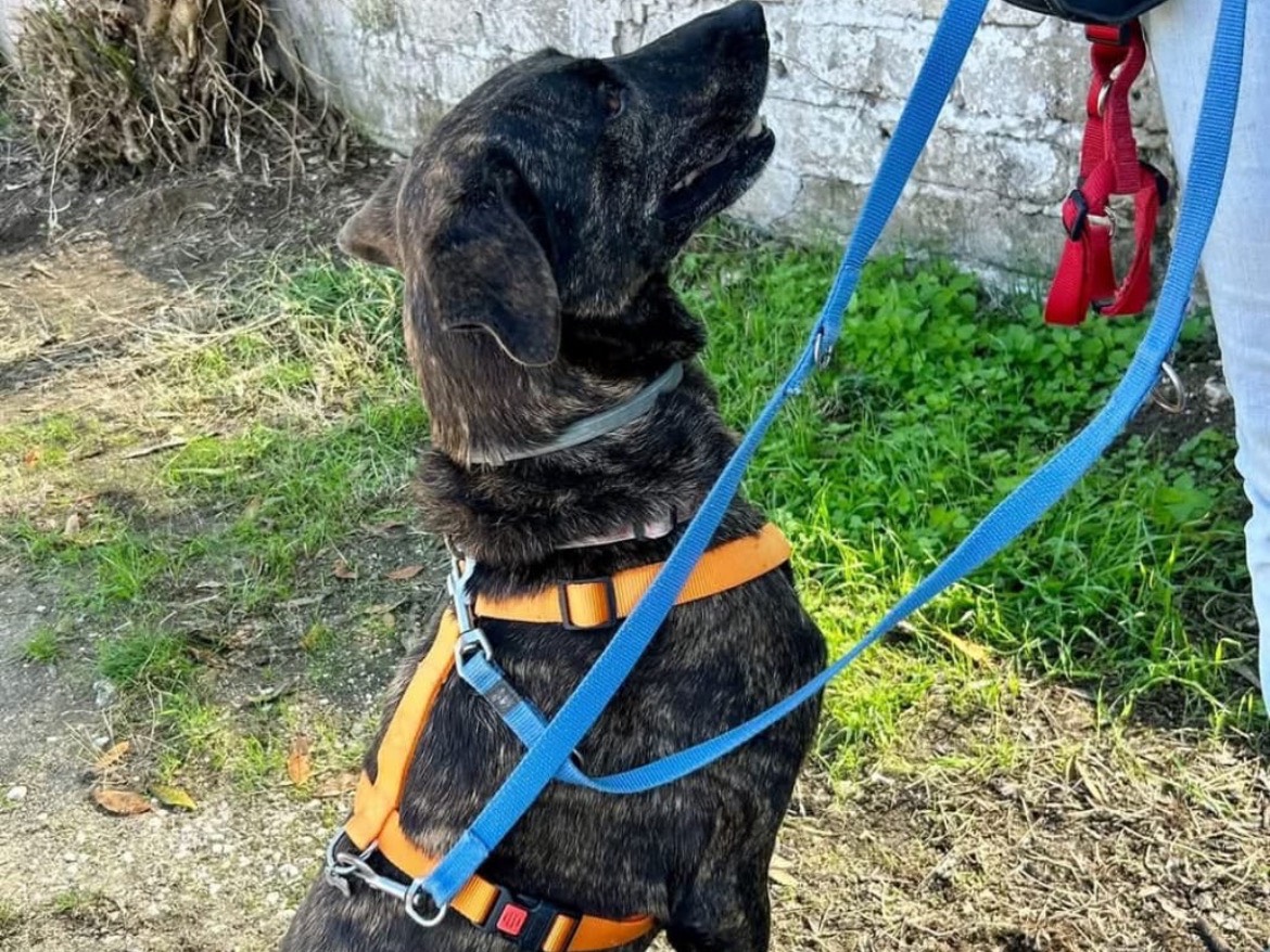 Adozione cane, femmina, Razza sconosciuta Razza sconosciuta, 6 anni e 9 mesi, taglia media contenuta, Caserta