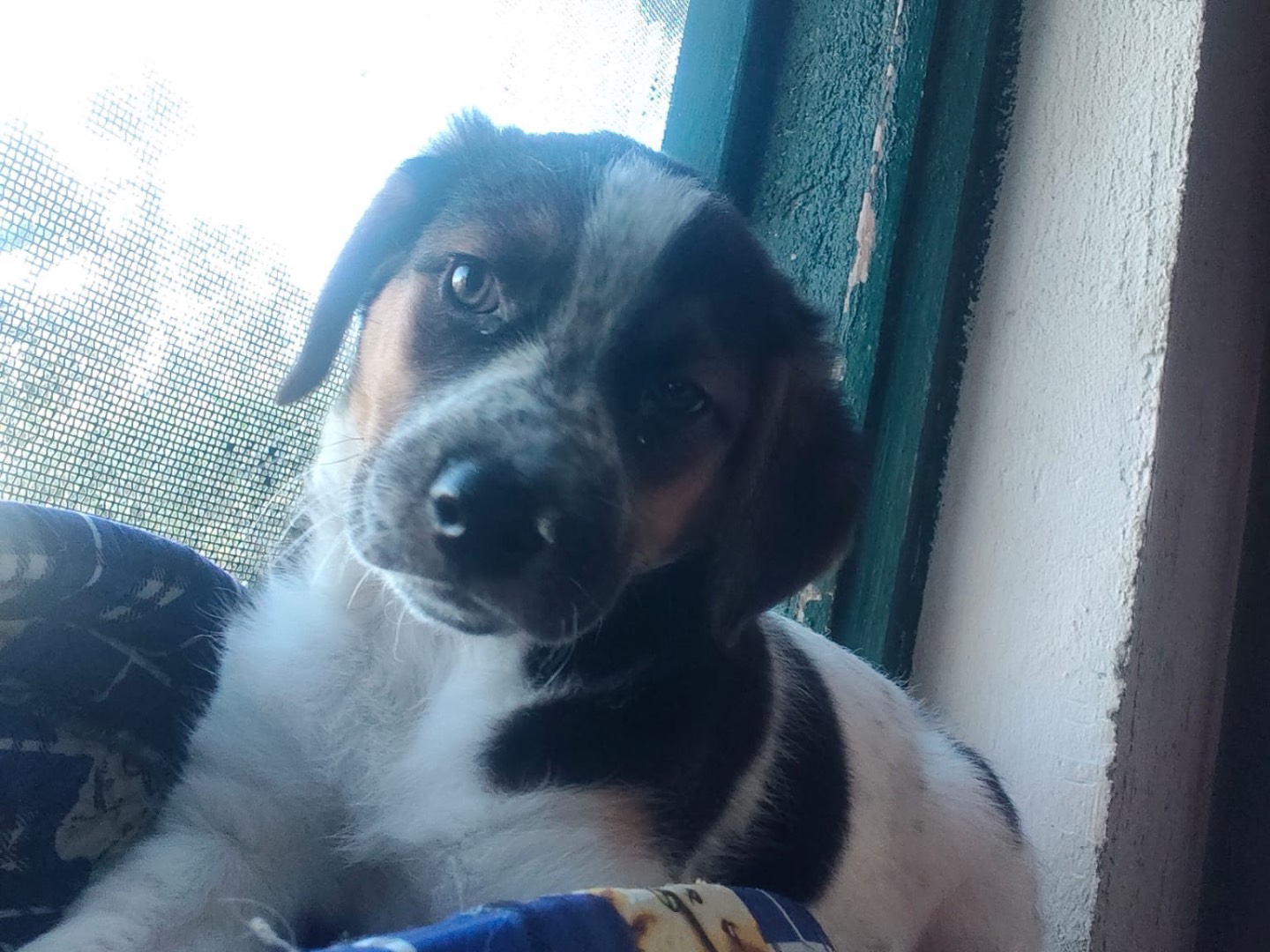 Adozione cane, femmina, Razza sconosciuta Razza sconosciuta, 2 mesi, taglia media, Crotone