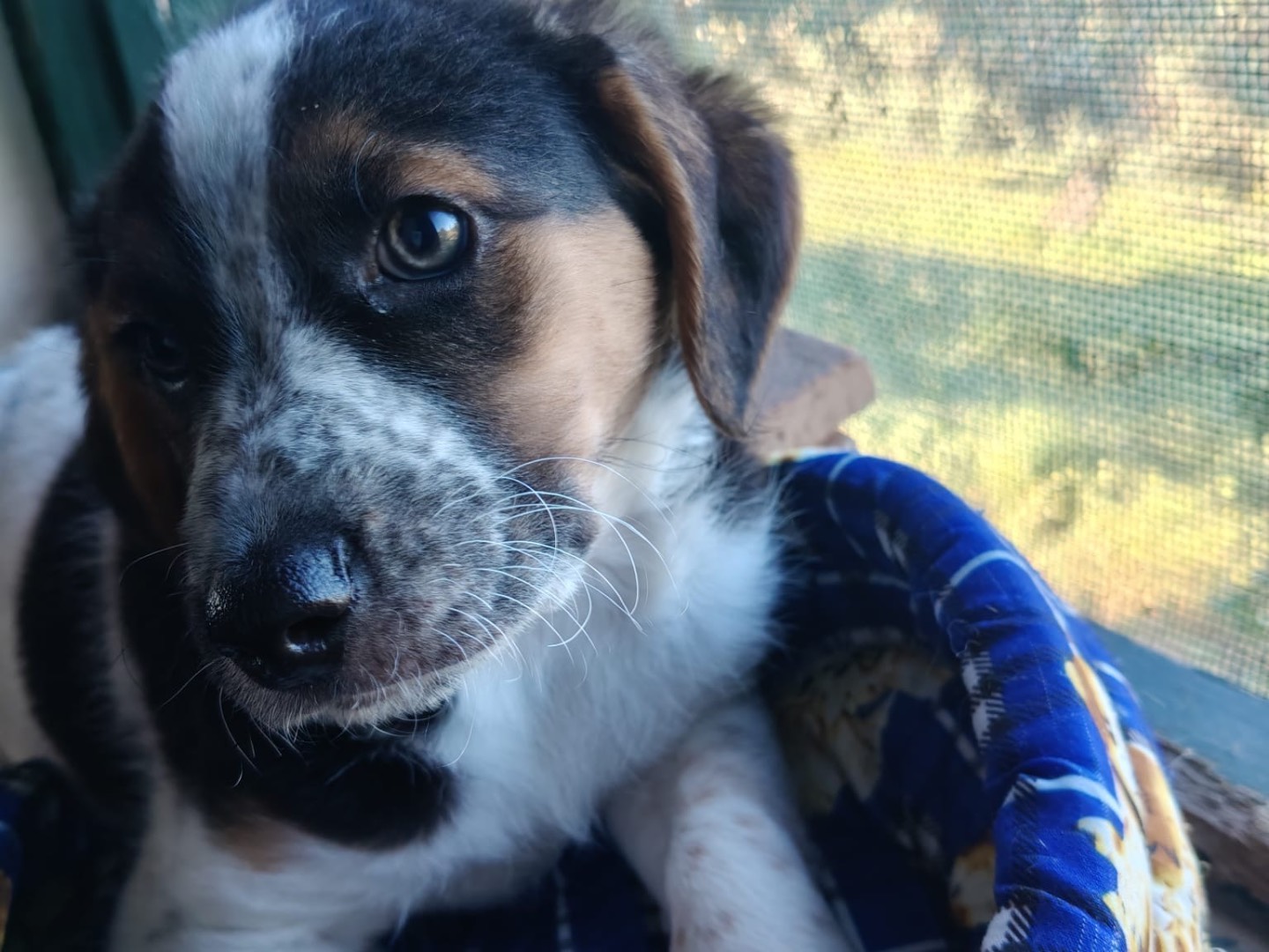 Adotta un cane, femmina, 2 mesi, Crotone