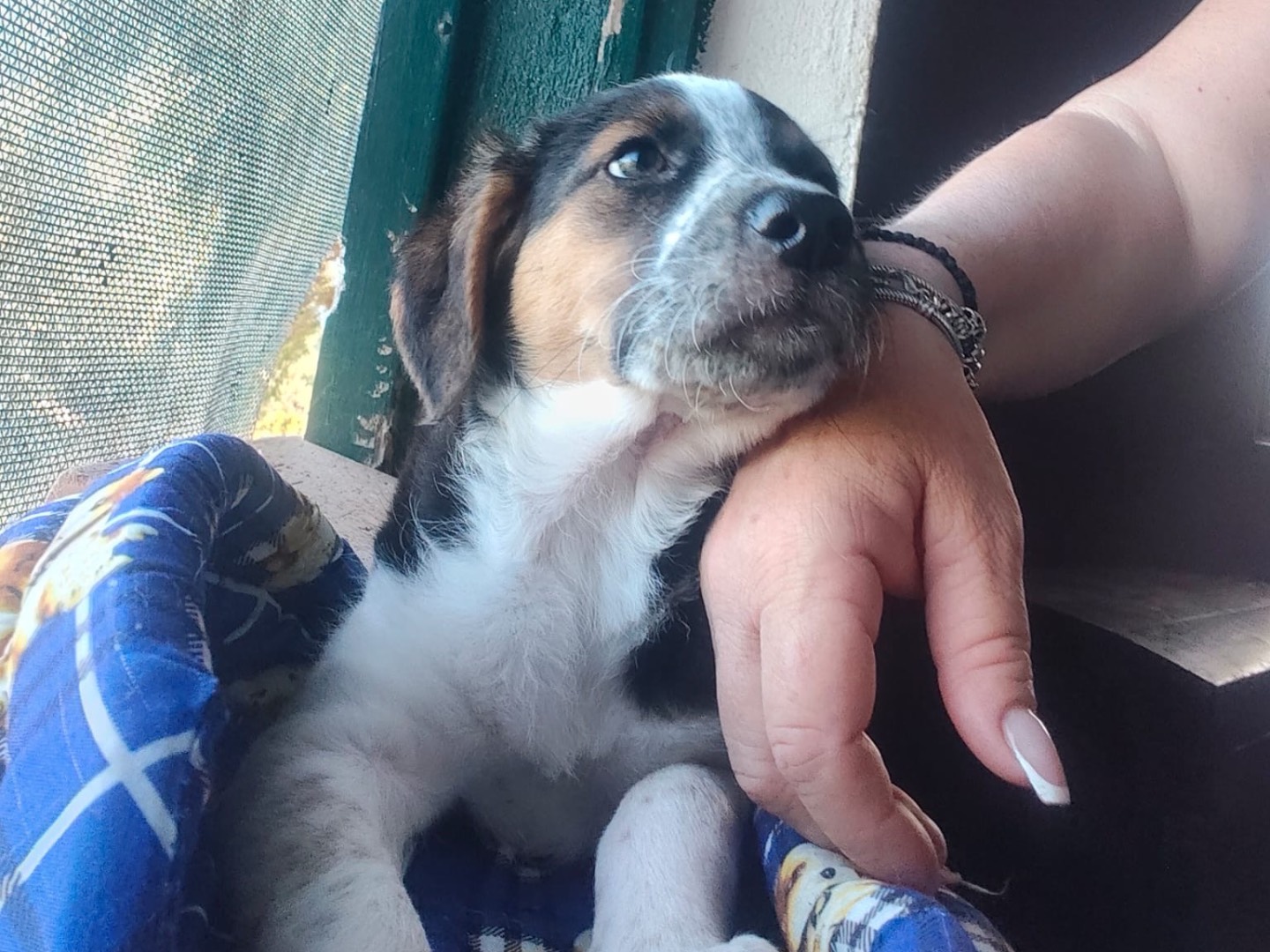 Adotta un cane, taglia media, femmina, Crotone