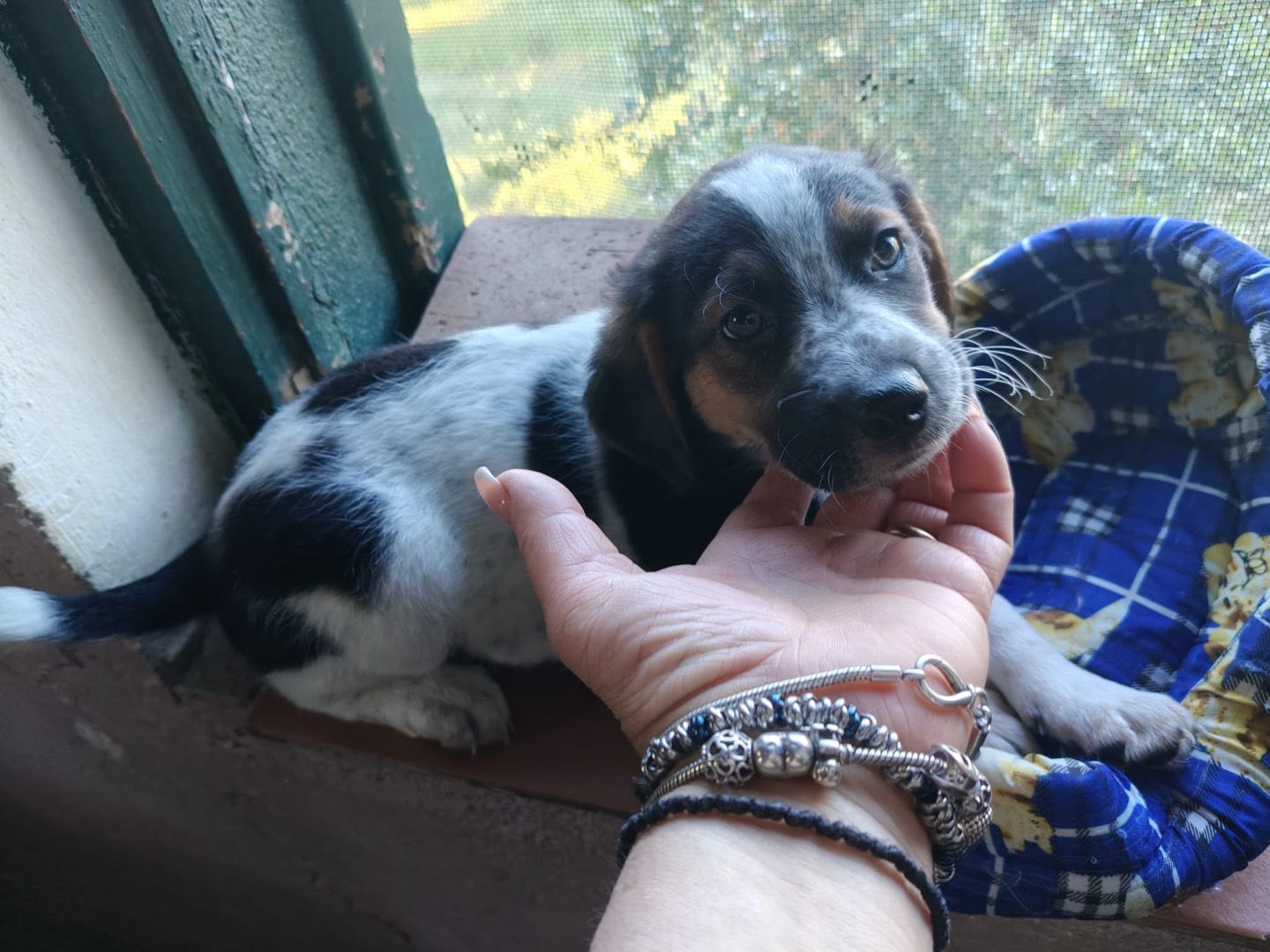 Vuoi adottare un cane a Crotone?