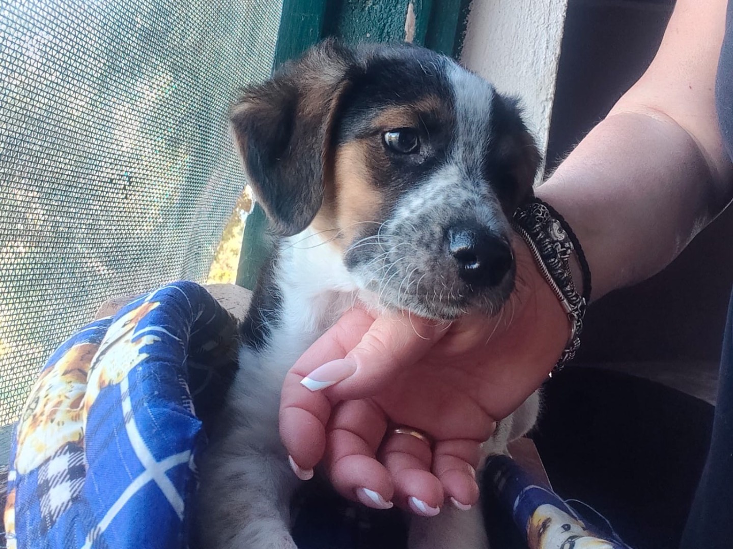 Adotta il cane TIANA a Crotone