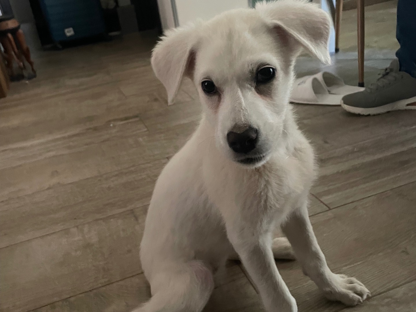 Adotta il cane Kina a Avellino