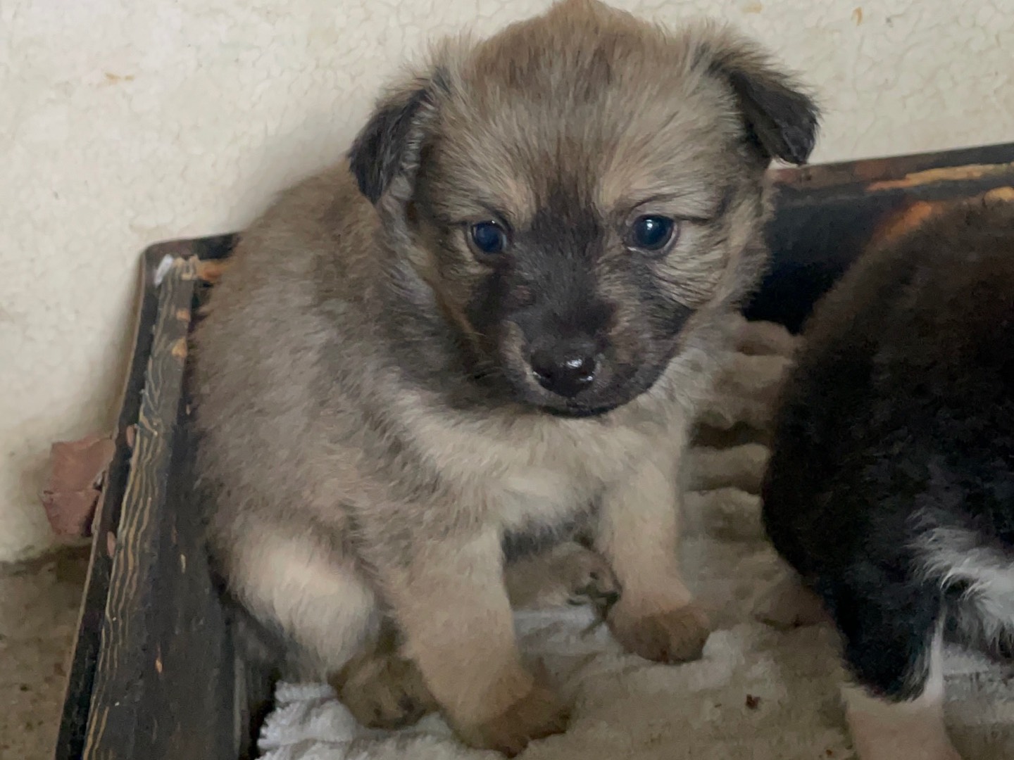 Adozione cane, femmina, Razza sconosciuta Razza sconosciuta, 2 mesi, taglia piccola, Avellino