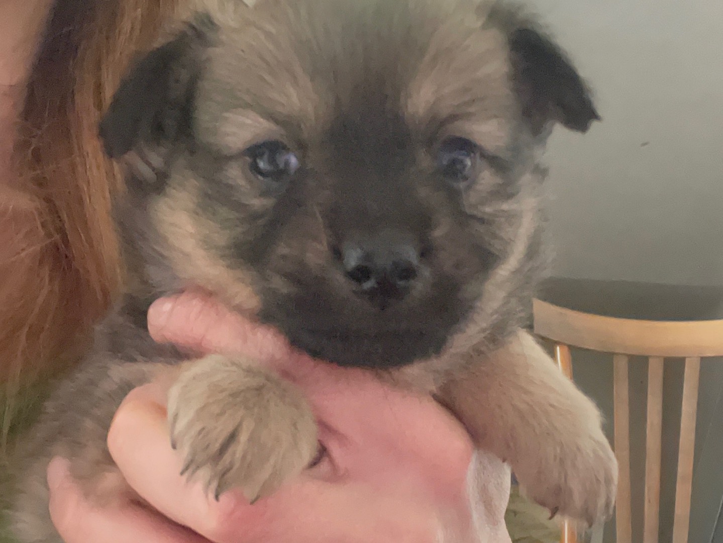 Adotta un cane, femmina, 2 mesi, Avellino