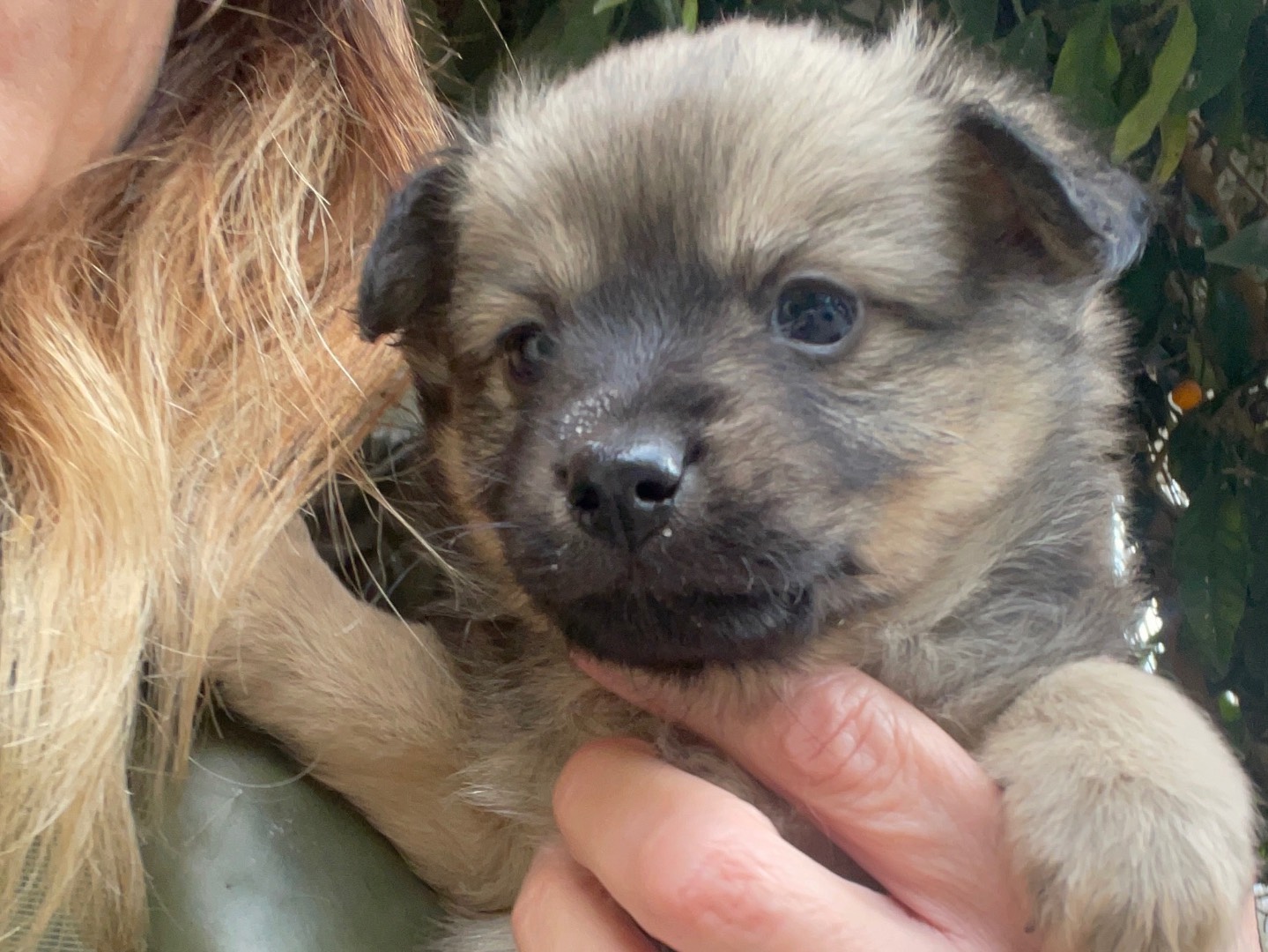 Adotta un cane, taglia piccola, femmina, Avellino