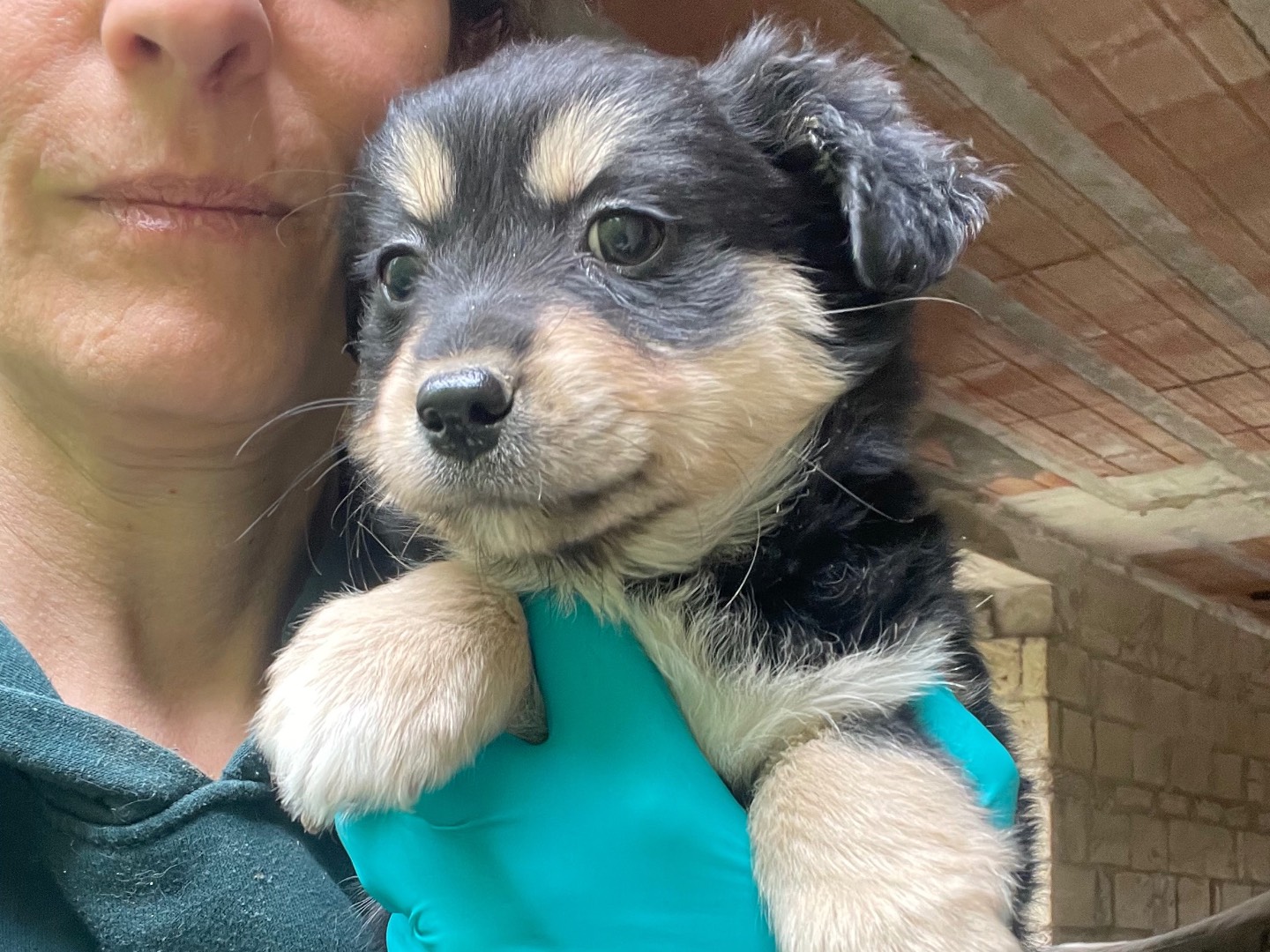 Adozione cane, femmina, Razza sconosciuta Razza sconosciuta, 1 mesi, taglia piccola, Avellino