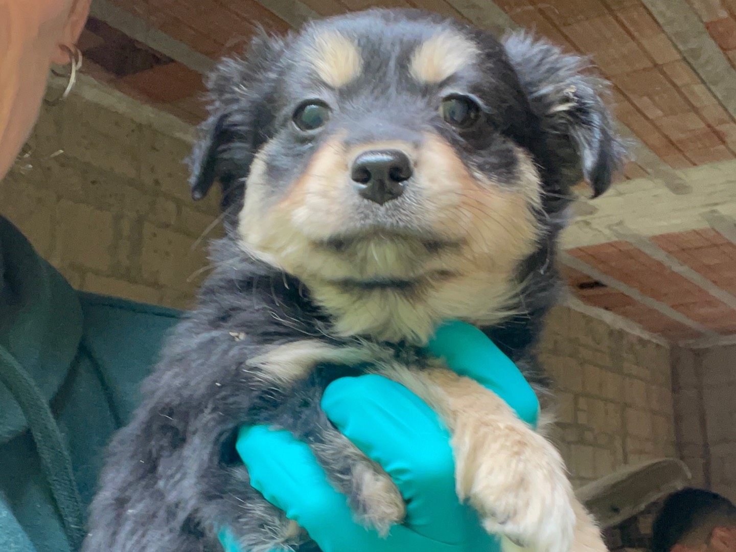 Adotta un cane, femmina, 1 mesi, Avellino