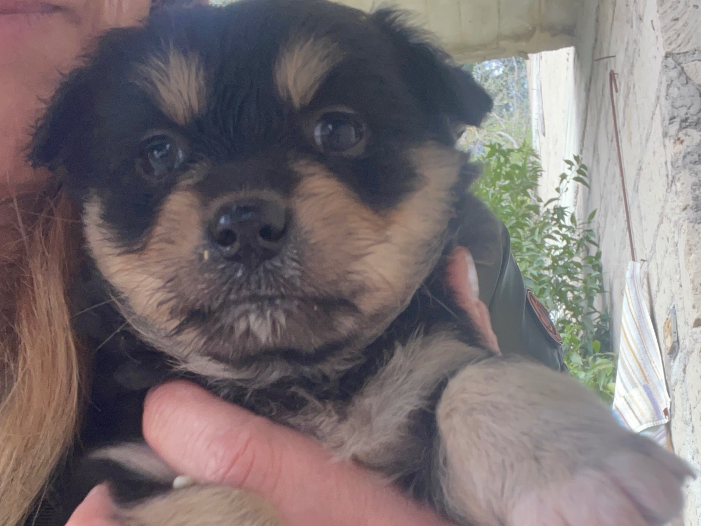 Adotta un cane, taglia piccola, femmina, Avellino